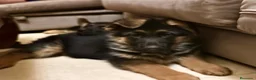 Pastor Alemán perros en venta: Competición y familia - Anuncio 3