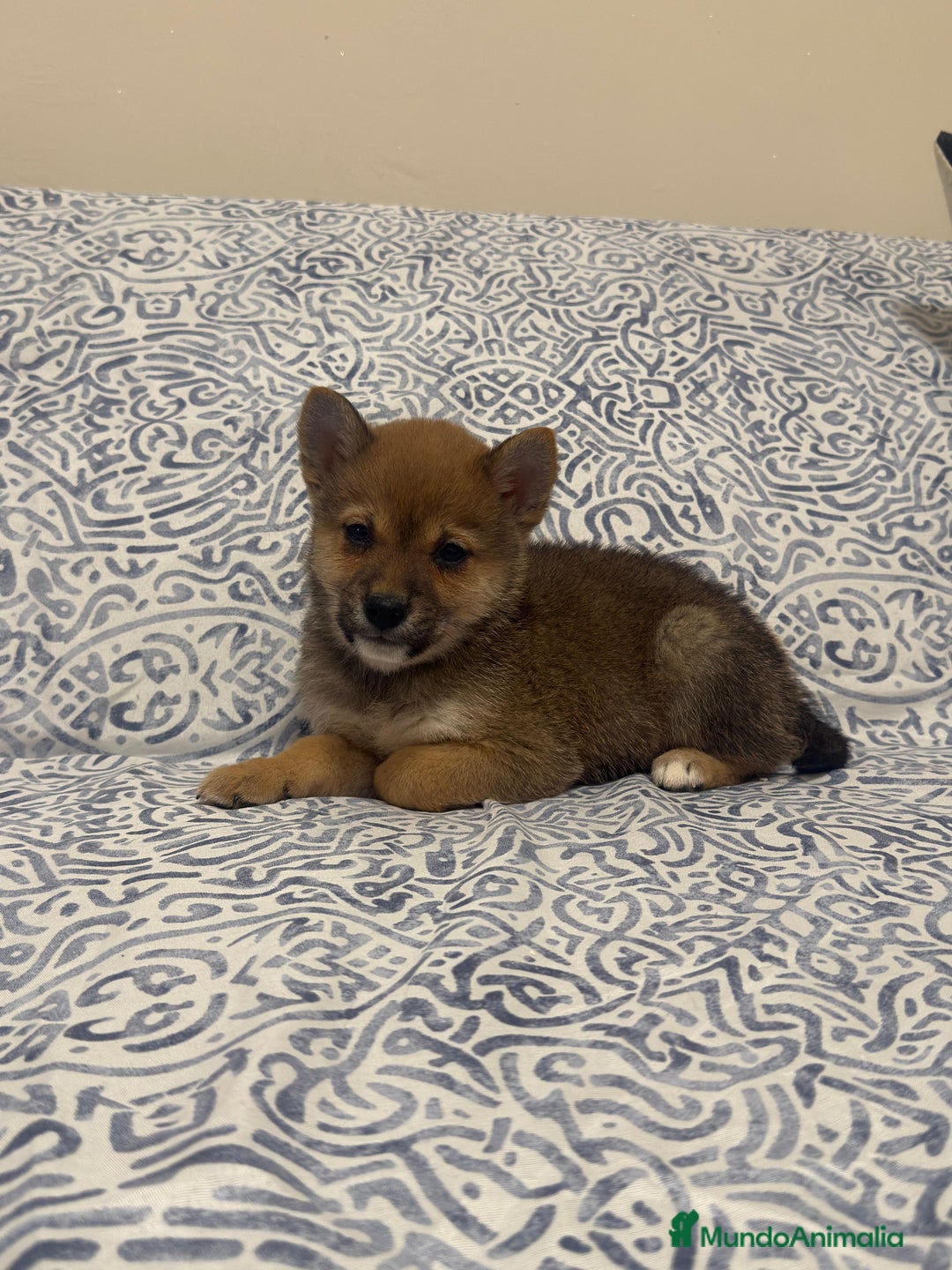 Shiba Inu perros en venta: Shiba Inu machos rojos  - Anuncio 1