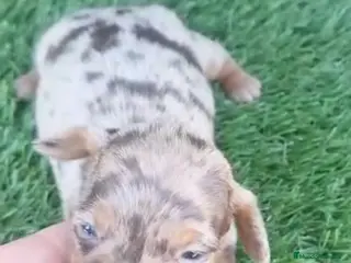 Teckel Miniatura perros Teckel kanichen - Anuncio 22