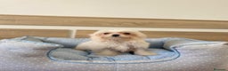 Bichón Maltés perros en venta: BICHON MALTES - Anuncio 4