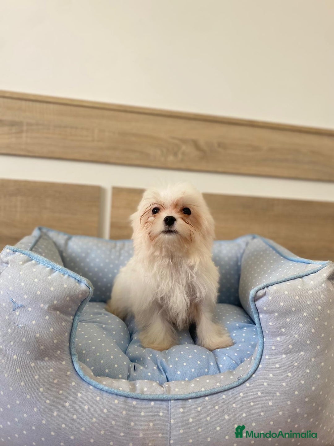 Bichón Maltés perros en venta: BICHON MALTES - Anuncio 4