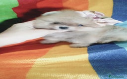 Pomerania perros en venta: Preciosos pomeranias americanos boo  - Imagen 3