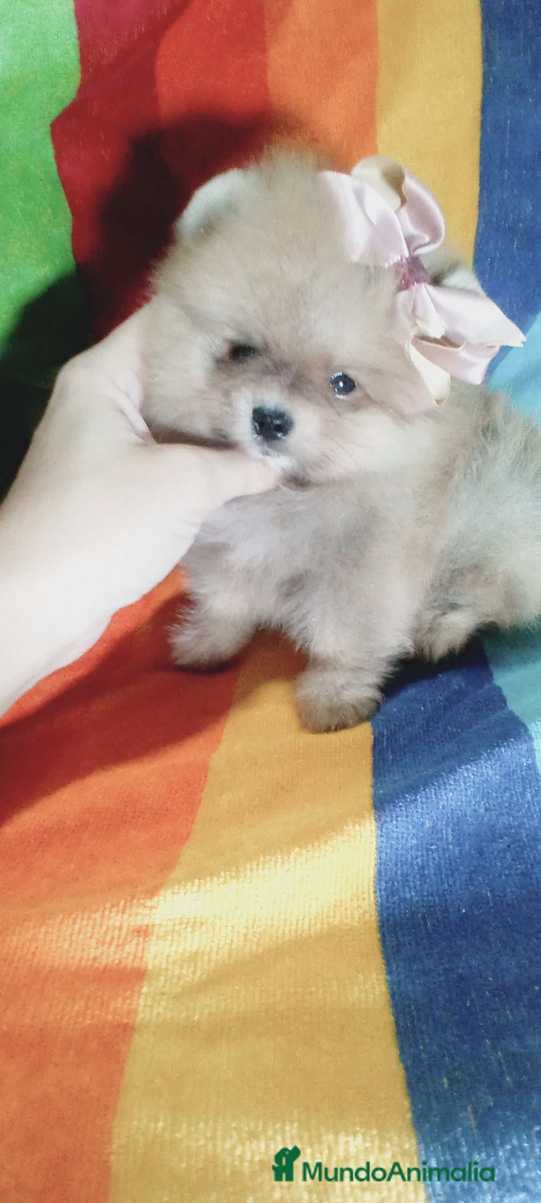 Pomerania perros en venta: Preciosos pomeranias americanos boo  - Imagen 3