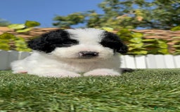Perro de Agua Español perros en venta: PERRO DE AGUA ESPAÑOL MACHO - Imagen 15