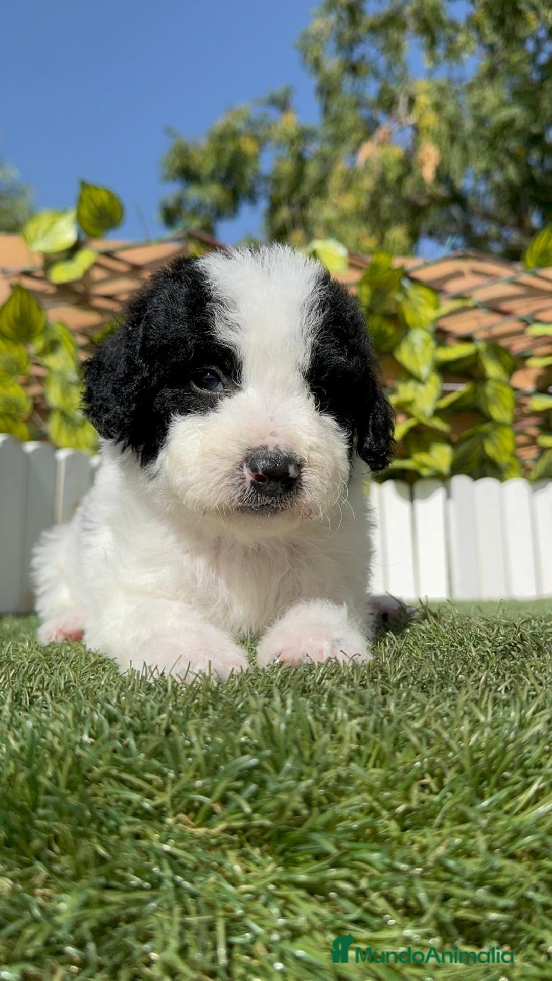 Perro de Agua Español perros en venta: PERRO DE AGUA ESPAÑOL MACHO - Imagen 15