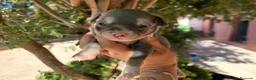Chihuahua perros en venta: Chihuahuas blue - Anuncio 7