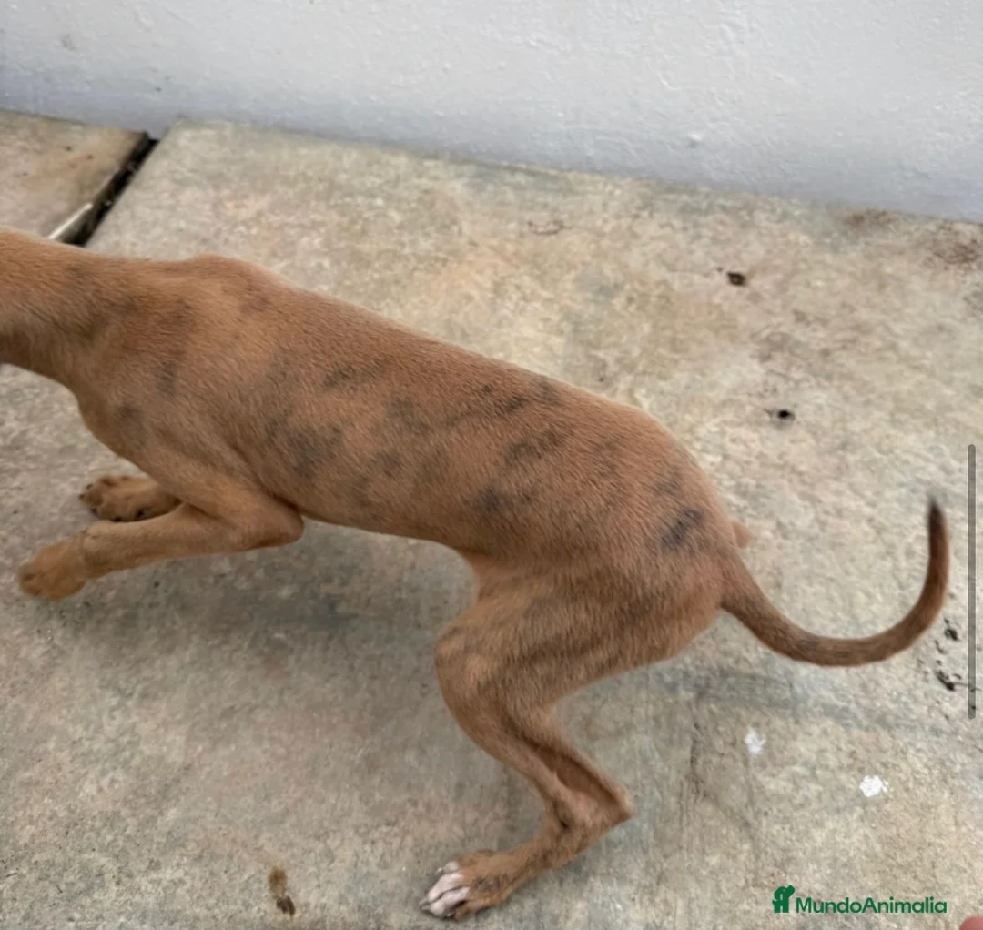 Whippet perros en venta: Whippet macho  - Anuncio 5