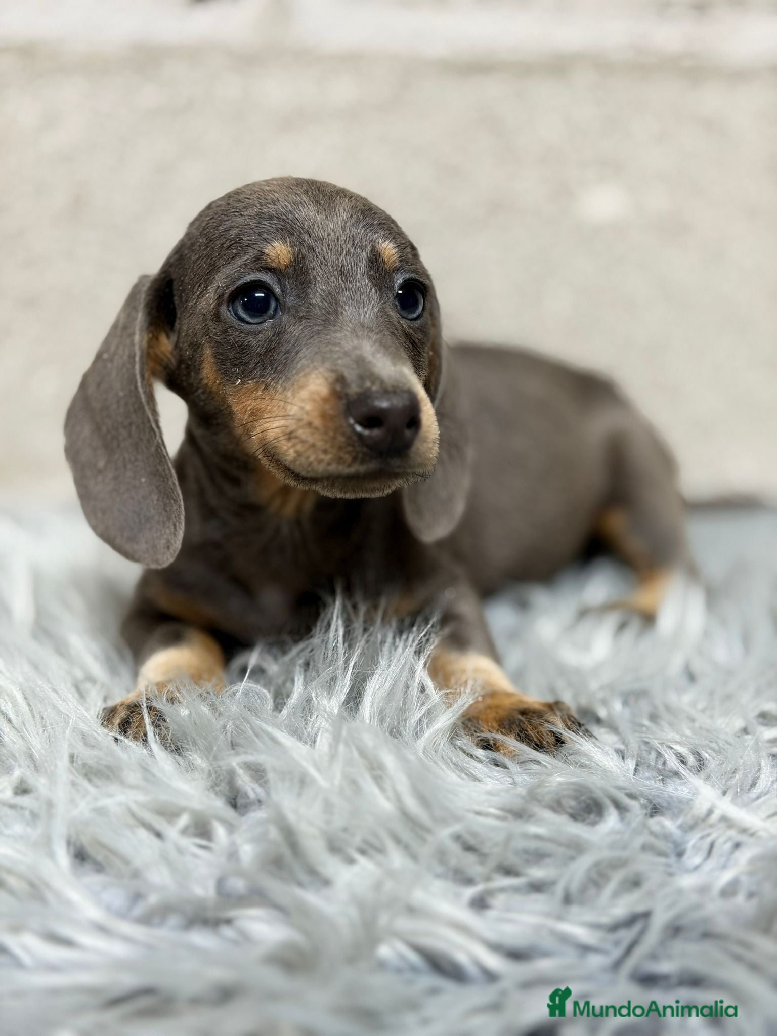 Teckel Miniatura perros TECKEL MINI BLUE - Anuncio 3