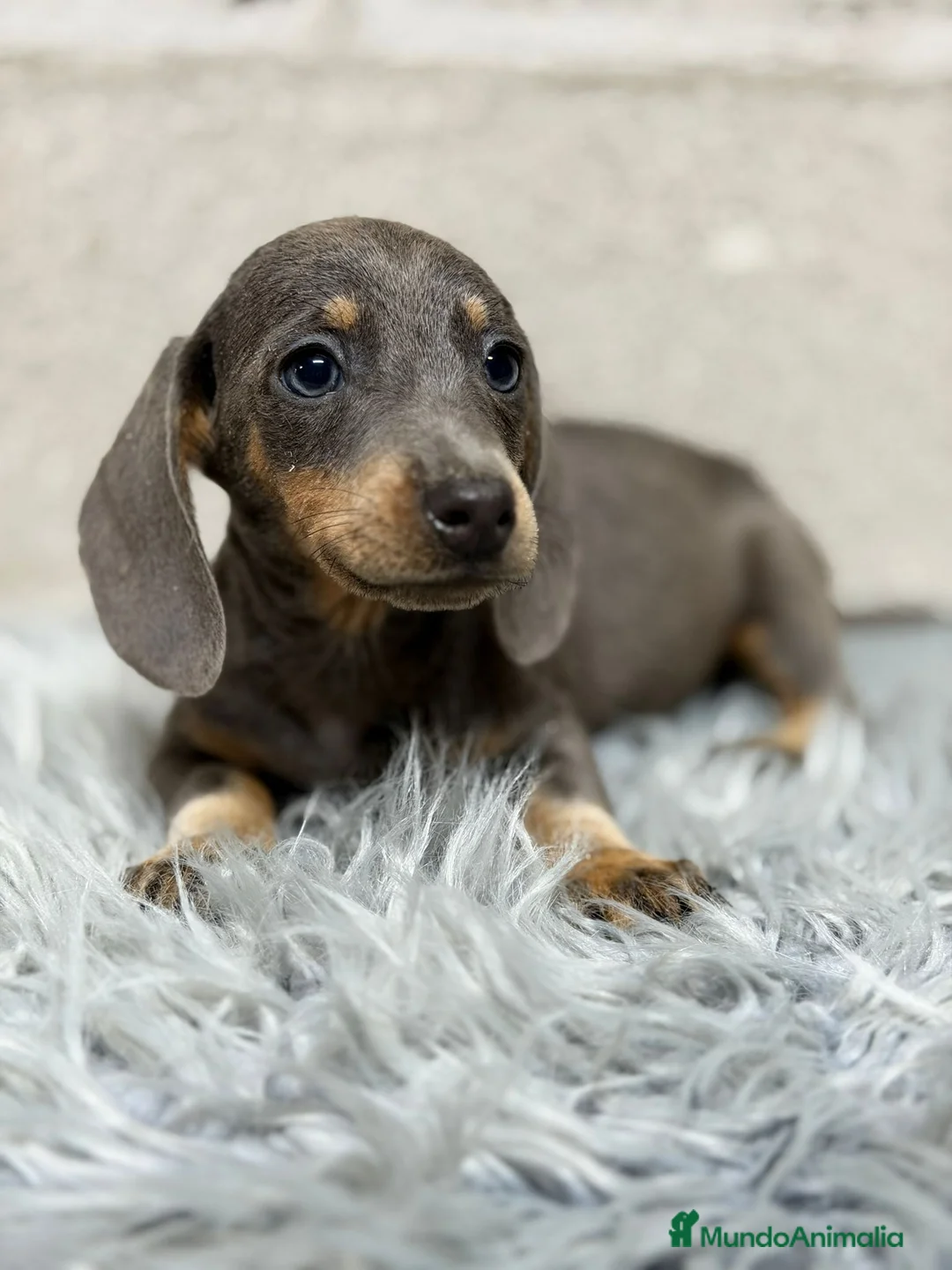 Teckel Miniatura perros en venta: TECKEL MINI BLUE - Anuncio 1