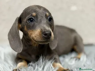 Teckel Miniatura perros TECKEL MINI BLUE - Anuncio 3