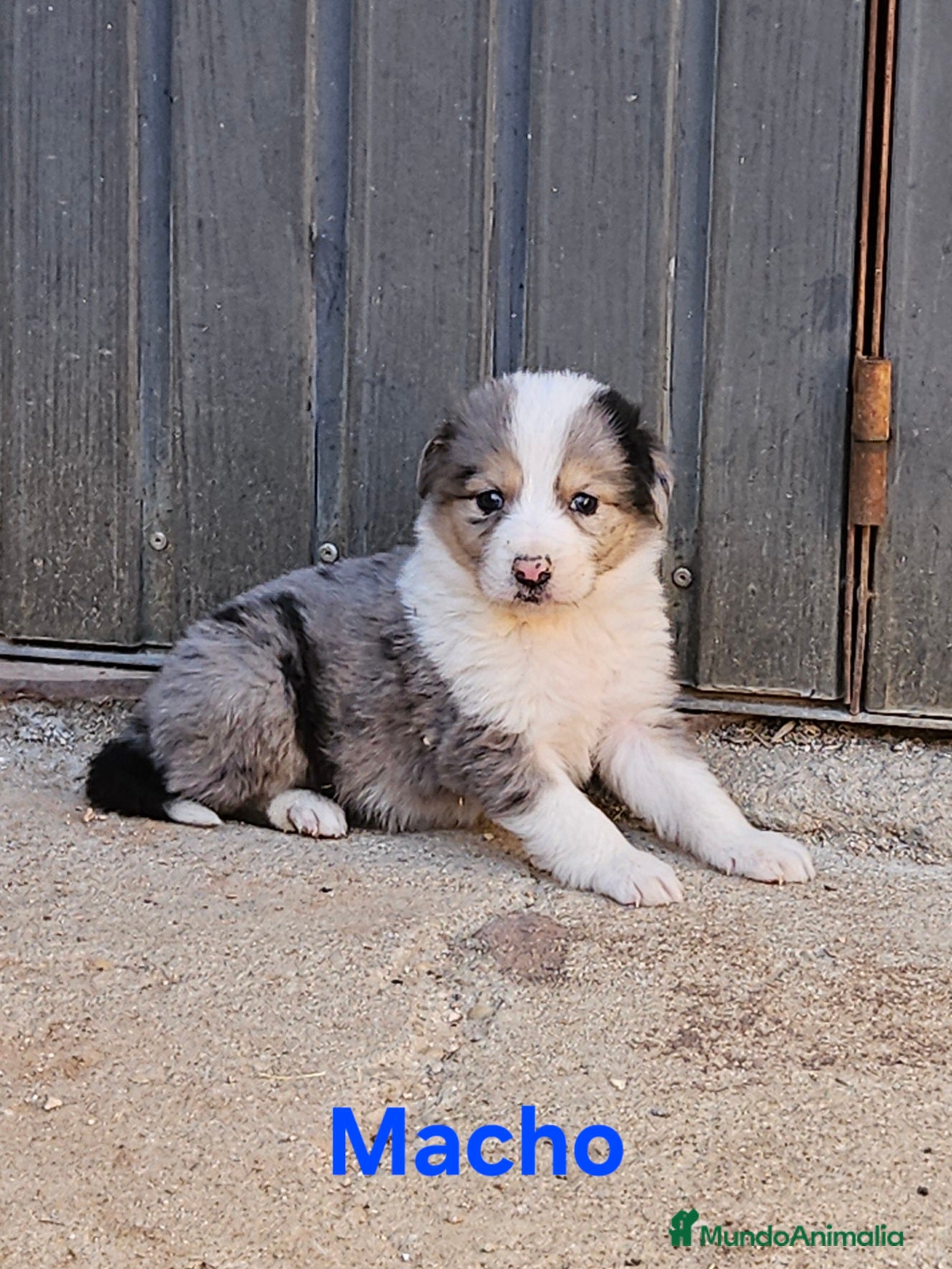 Border Collie perros Camada border collie - Anuncio 35