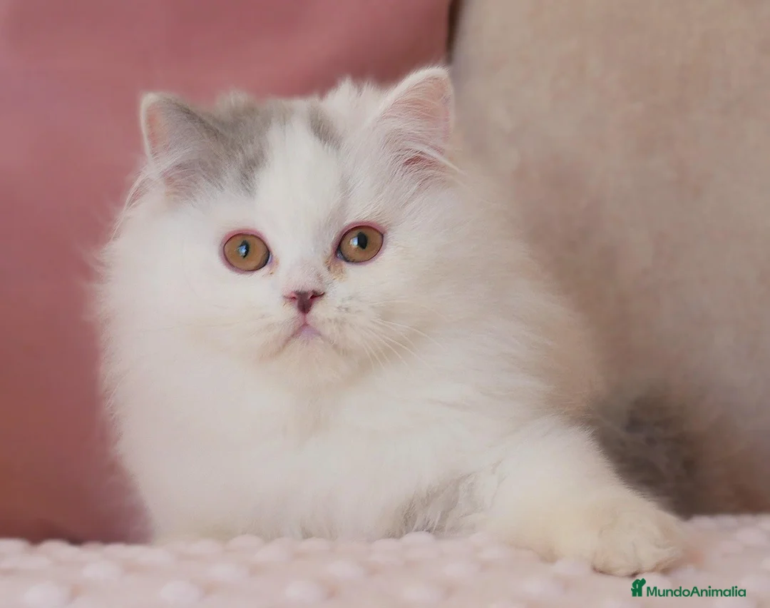 Británico de Pelo Corto gatos en venta: Próximas camadas British Shorthair | Candy Clouds - Anuncio 2