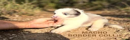 Border Collie perros en venta: Cachorros de border collie  - Anuncio 5