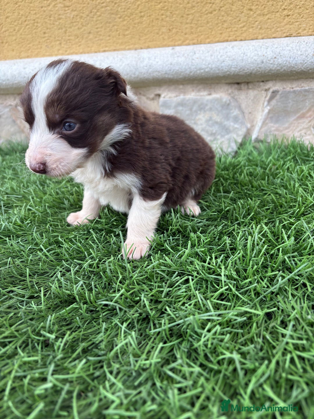 Border Collie perros en venta: Border Collie hembra chocolate  - Anuncio 14