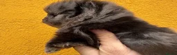 Pomerania perros en venta: Pomerania  - Anuncio 3