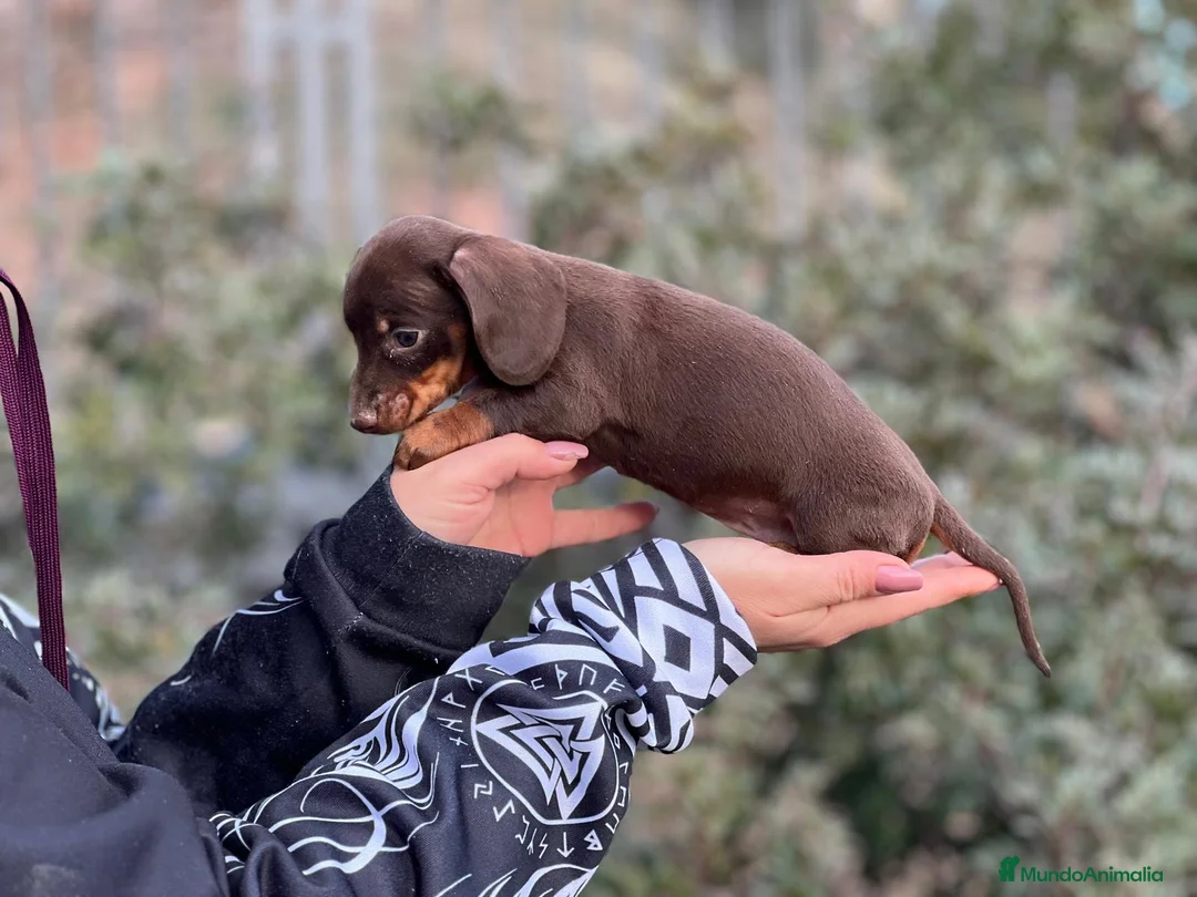 Teckel Miniatura perros en venta: TECKEL MINIATURA CHOCOLATE en Barcelona - Anuncio 3
