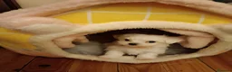 Bichón Maltés perros en venta: Bichón maltes - Anuncio 9