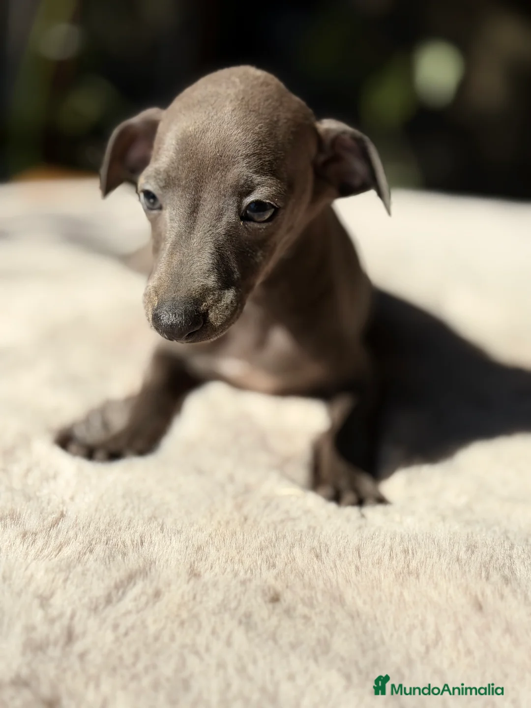 Pequeño Lebrel Italiano perros en venta: Piccolo Blue  - Anuncio 6