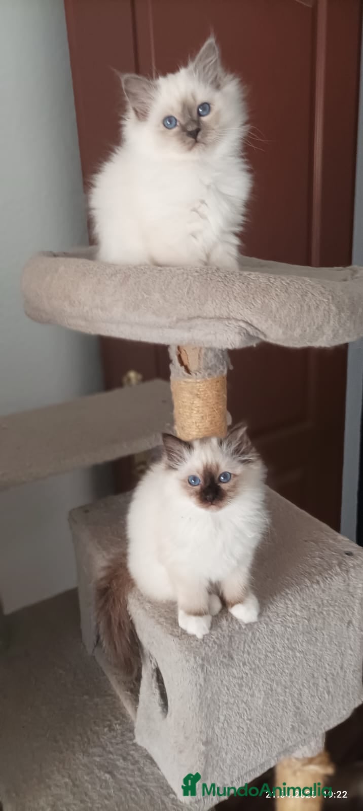 Sagrado de Birmania gatos Sagrado de Birmania - Anuncio 2