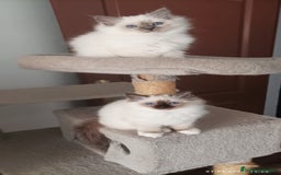 Sagrado de Birmania gatos en venta: Sagrado de Birmania - Imagen 2