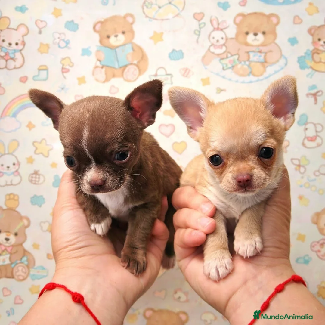 Chihuahua perros en venta: Se vende Chihuahua - Anuncio 3