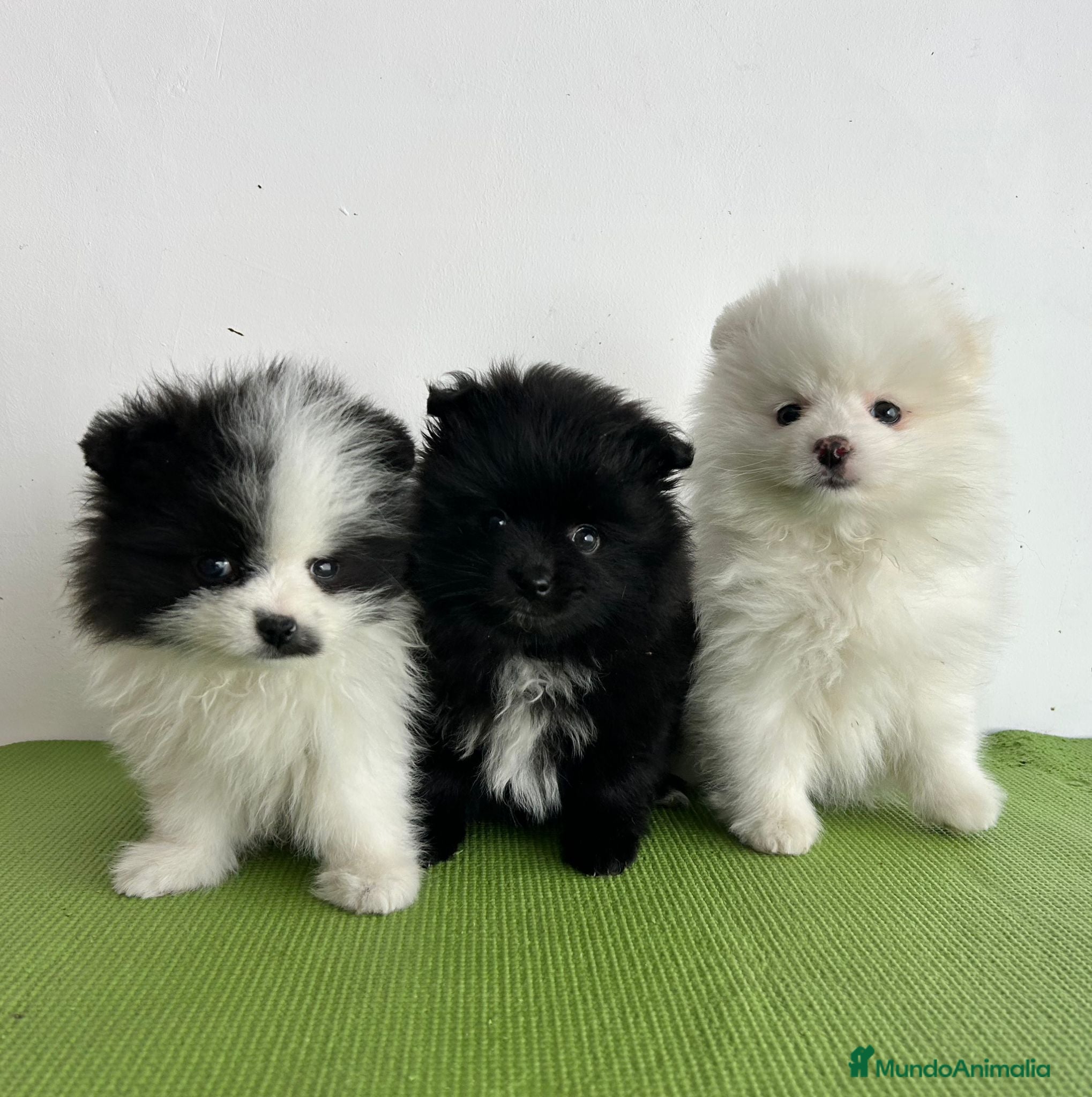 Pomerania perros Pomerania miniatura  - Anuncio 1