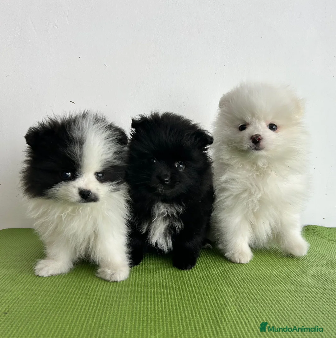Pomerania perros en venta: Pomerania miniatura  - Anuncio 1
