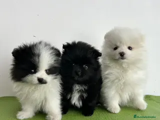Pomerania perros Pomerania miniatura - Anuncio 1