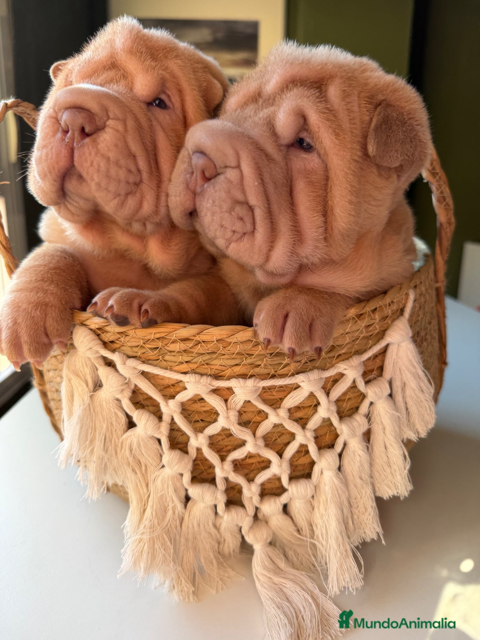 Shar Pei perros Shar-pei línea americana  - Anuncio 11