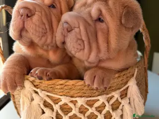 Shar Pei perros Shar-pei línea americana - Anuncio 11