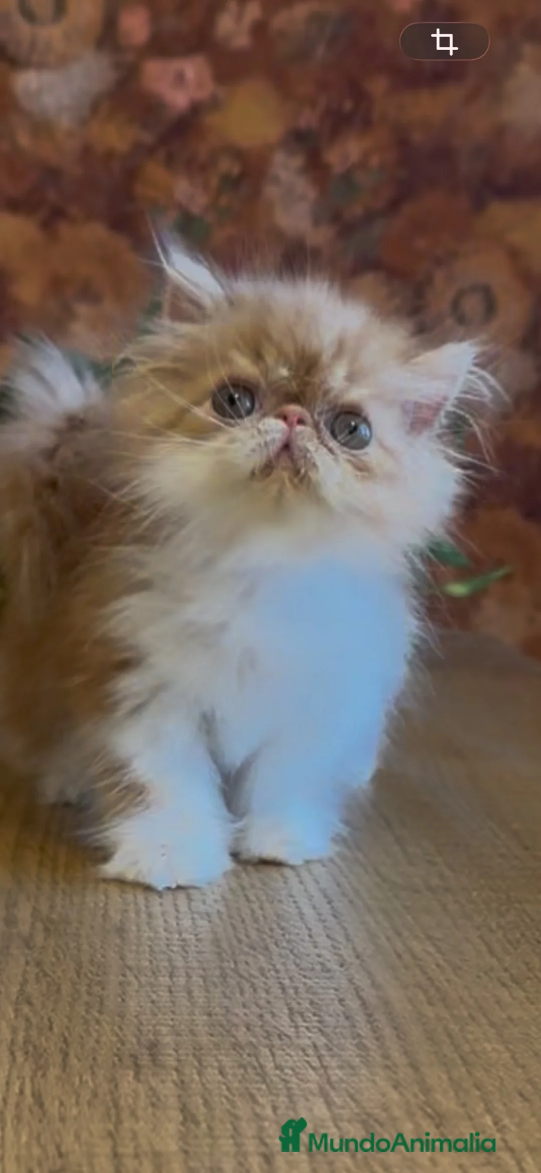 Persa gatos en venta: Persa Bicolor Rojo - Anuncio 2