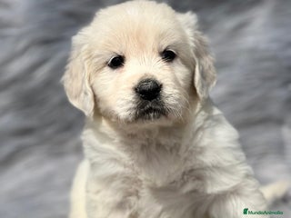 Golden Retriever perros en Barcelona - Anuncio 31