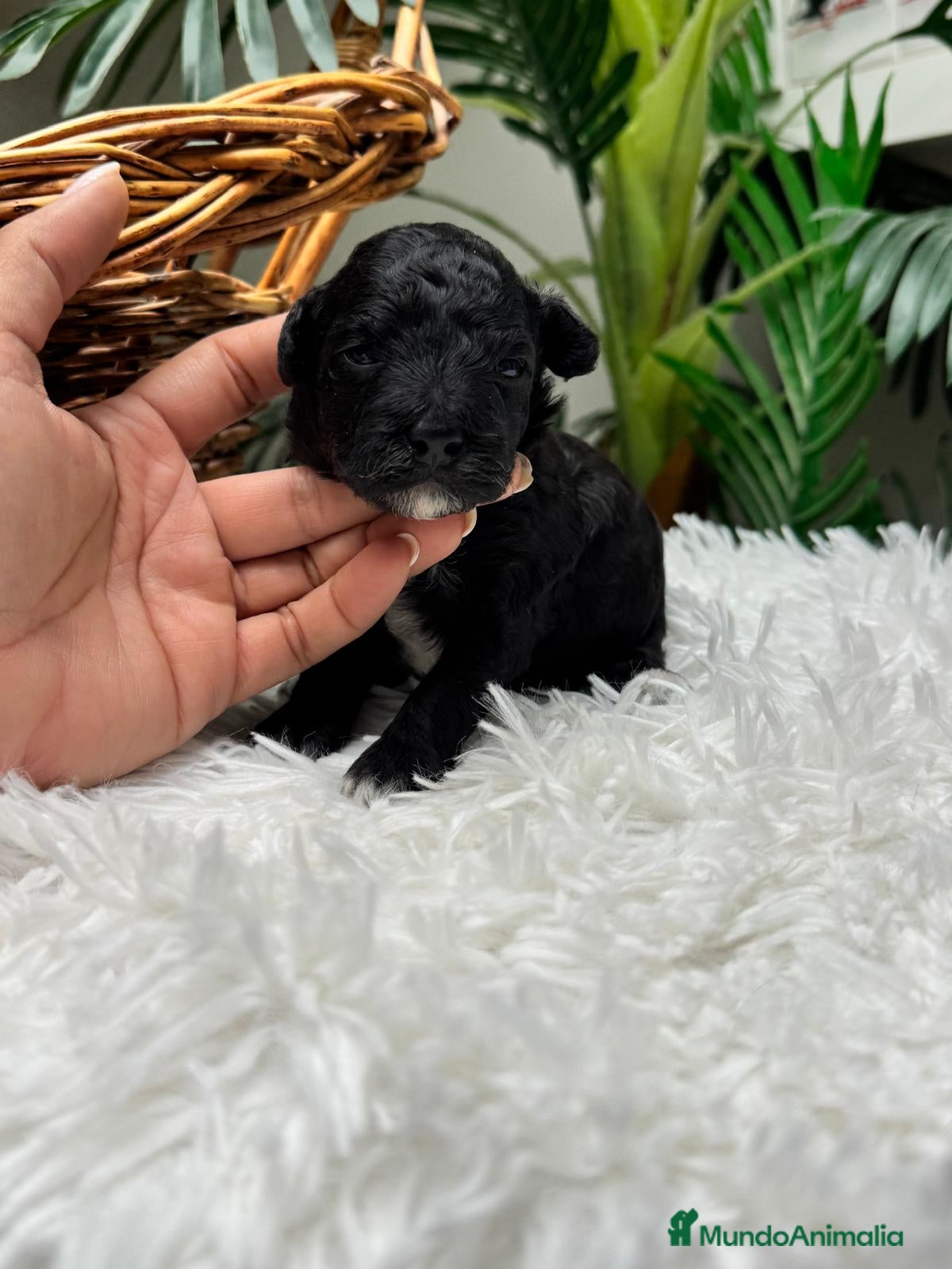 Raza Mixta perros en venta: CANICHE HEMBRA - Anuncio 8