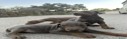 Dobermann perros en venta: Dóberman  - Anuncio 2