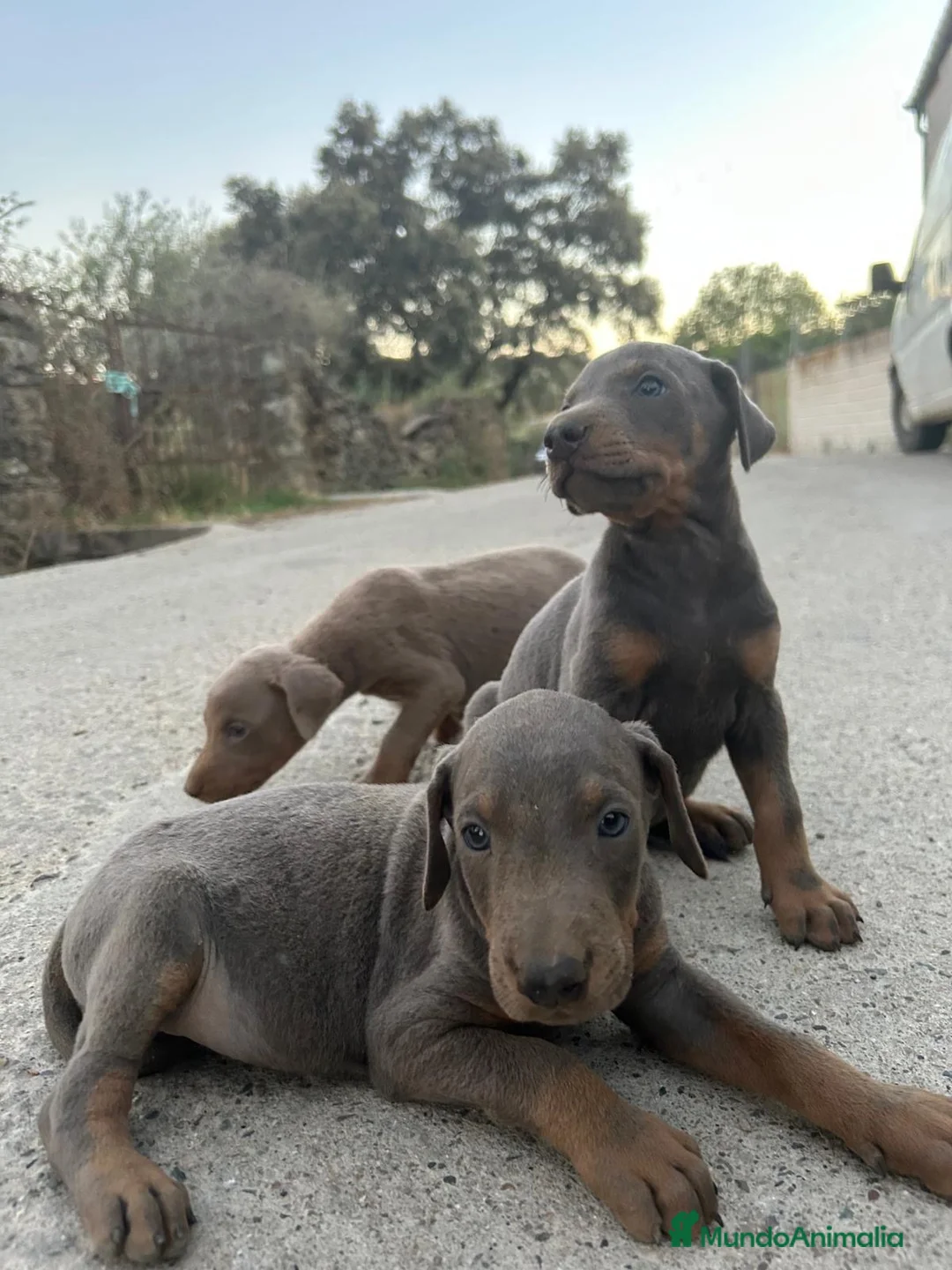 Dobermann perros en venta: Dóberman  - Anuncio 2
