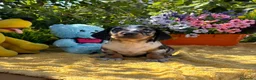 Teckel Miniatura perros en venta: Preciosa camada teckel mini - Anuncio 3