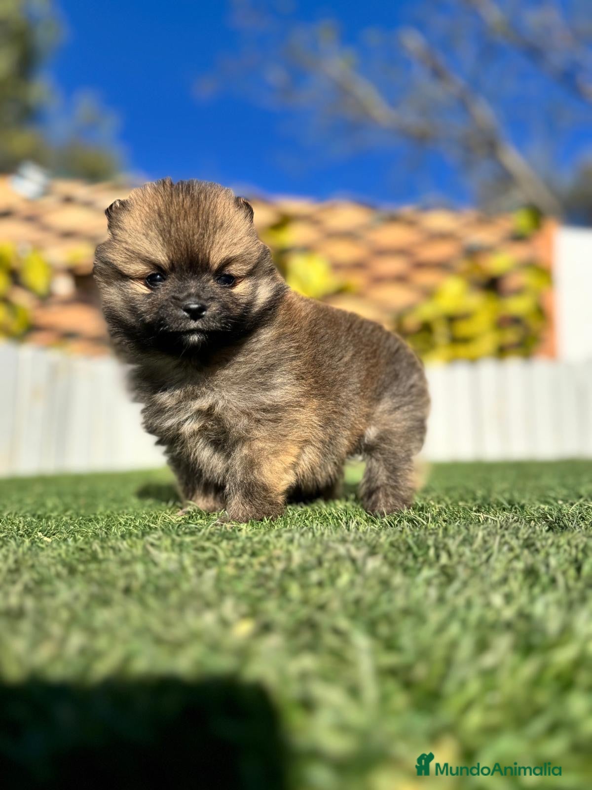 Pomerania perros POMERANIA - Anuncio 2