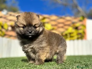 Pomerania perros POMERANIA - Anuncio 2