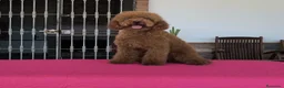 Caniche Enano perros en venta: Caniche enano - Anuncio 2