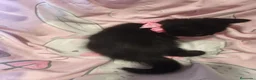 Británico de Pelo Corto gatos en venta: British shorthair  - Anuncio 3