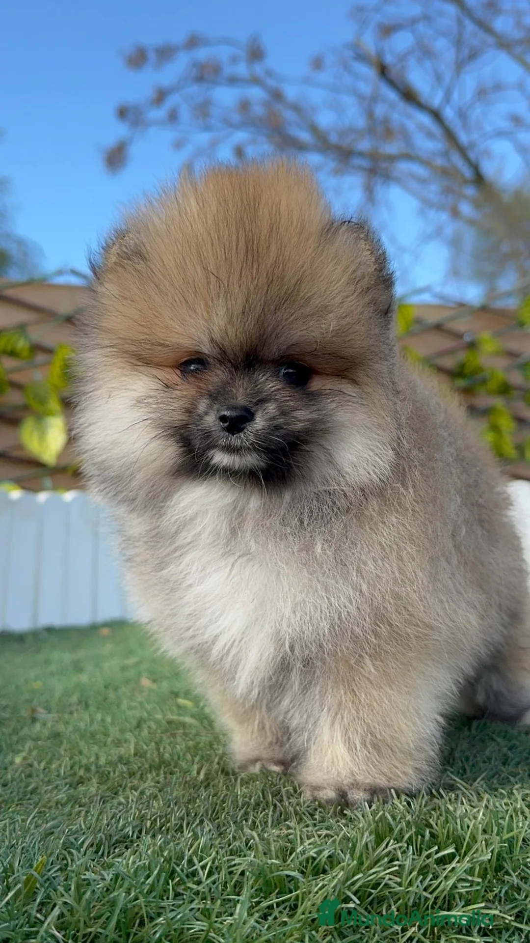 Pomerania perros en venta: POMERANIA HEMBRA - Anuncio 11