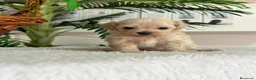 Maltipoo perros en venta: MALTIPOO MACHO - LINEA COREANA - Anuncio 7