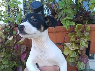 Ratonero Bodeguero Andaluz perros Hembra de bodeguero - Anuncio 1