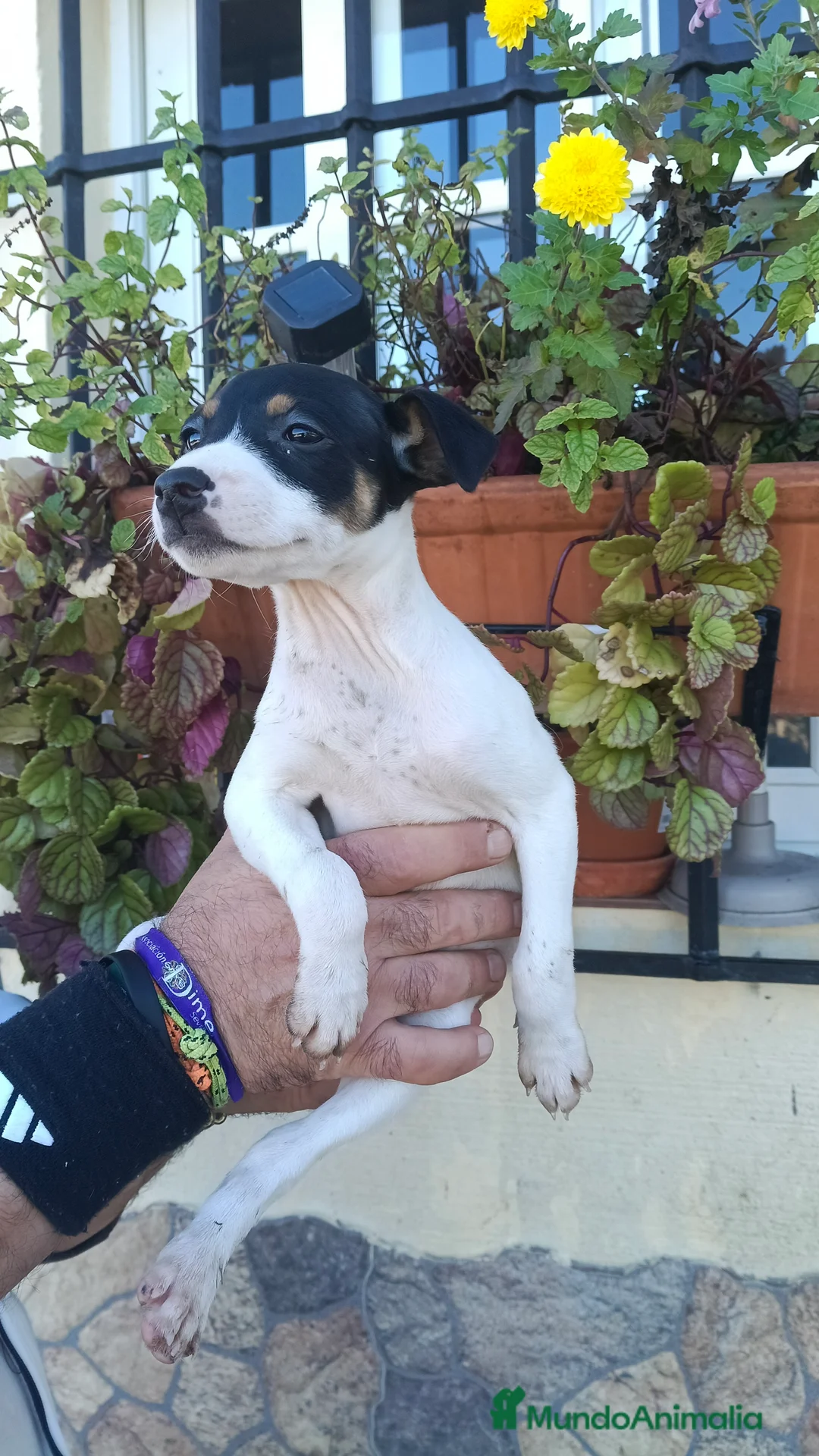 Ratonero Bodeguero Andaluz perros en venta: Hembra de bodeguero  - Anuncio 1