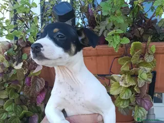 Ratonero Bodeguero Andaluz perros Hembra de bodeguero - Anuncio 4