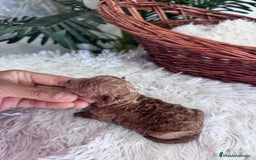 Caniche Toy perros en venta: CANICHE TOY MACHO - Imagen 9