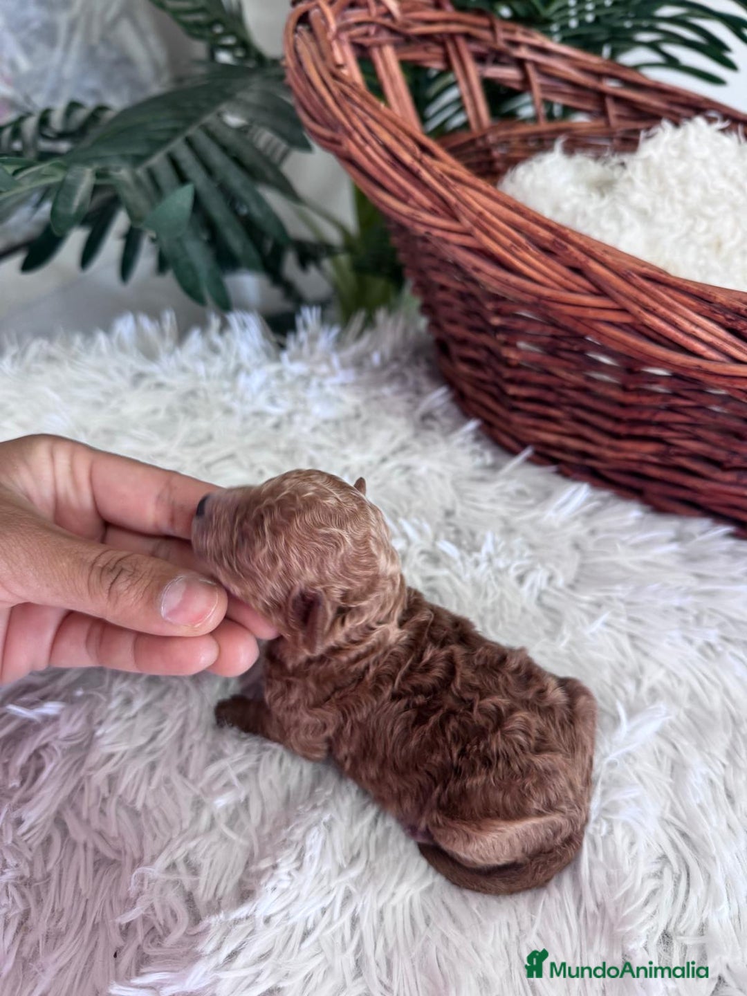 Caniche Toy perros en venta: CANICHE TOY MACHO - Imagen 9