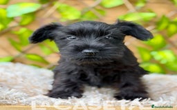 Schnauzer Miniatura perros en venta: Camada de Dasy  - Imagen 7