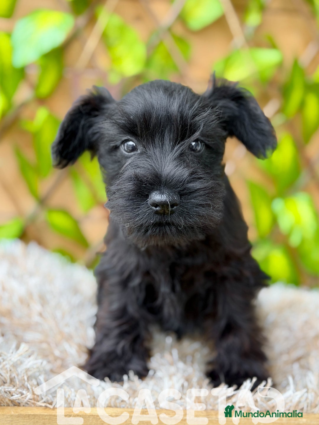 Schnauzer Miniatura perros en venta: Camada de Dasy  - Imagen 7
