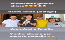 American Staffordshire-Terrier perros en venta: American Stanford, mis pequeños - Imagen 12